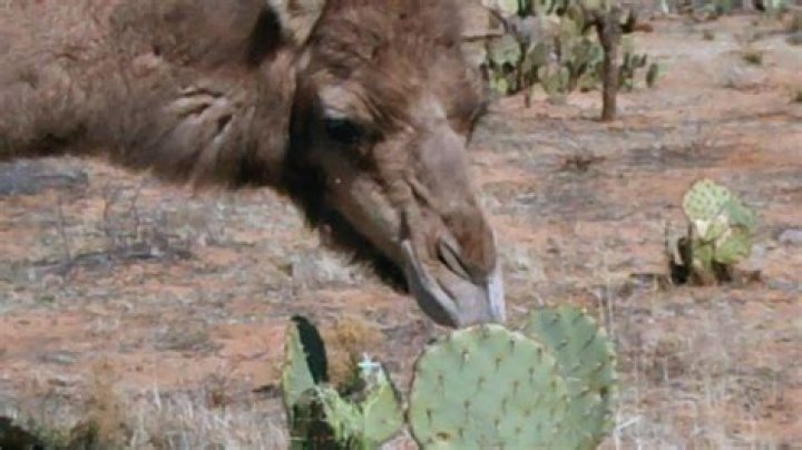 Camels eating cactus YouTube