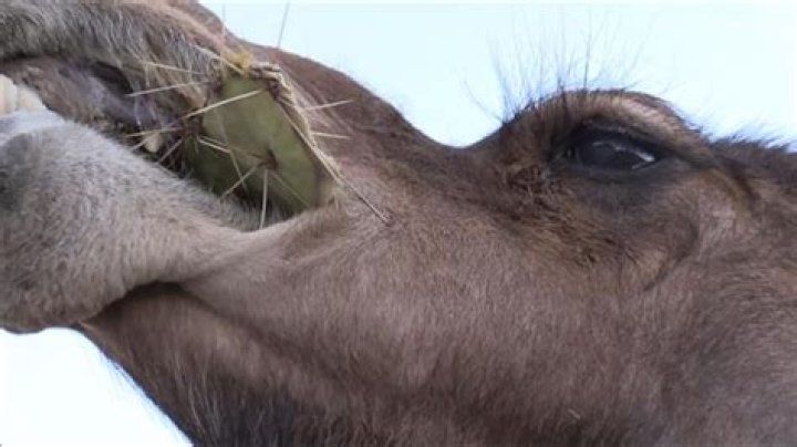 Can Camels Eat Cactus Everything You Need To Know About