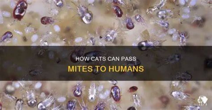 Can Humans Get Mites From Dogs
