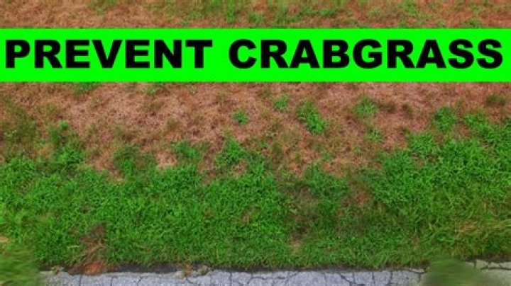 Can I apply crabgrass preventer too early?