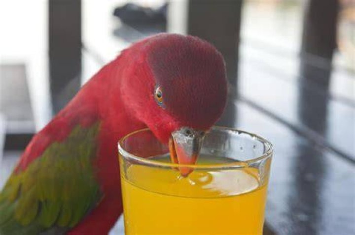 Can parrots drink milk? - SnogBlogy ·