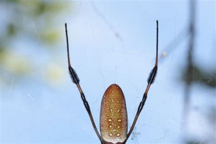 Can Spiders Count? WIRED