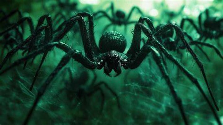 Can spiders die from heat Healing Picks