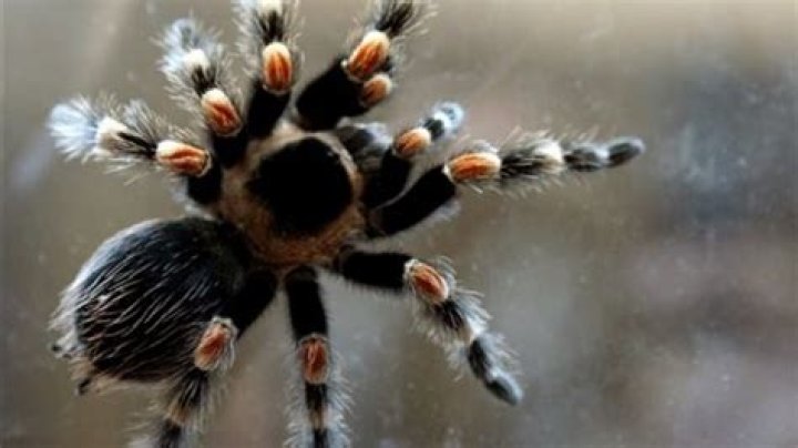 Can Tarantulas Climb Glass? Keeping Exotic Pets