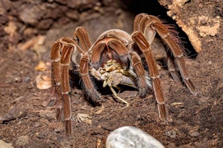 Can Tarantulas Eat Jumping Spiders? Petjoyhaven