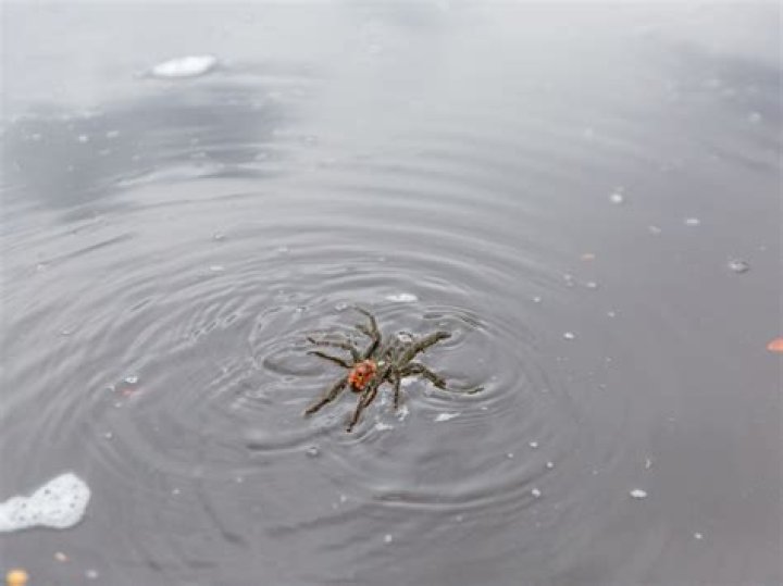 Can Tarantulas Swim? Animal Hype