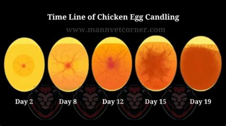 candling the egg: heartbeat