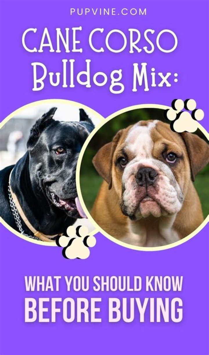 Cane Corso Bulldog Mix What You Should Know Before Buying
