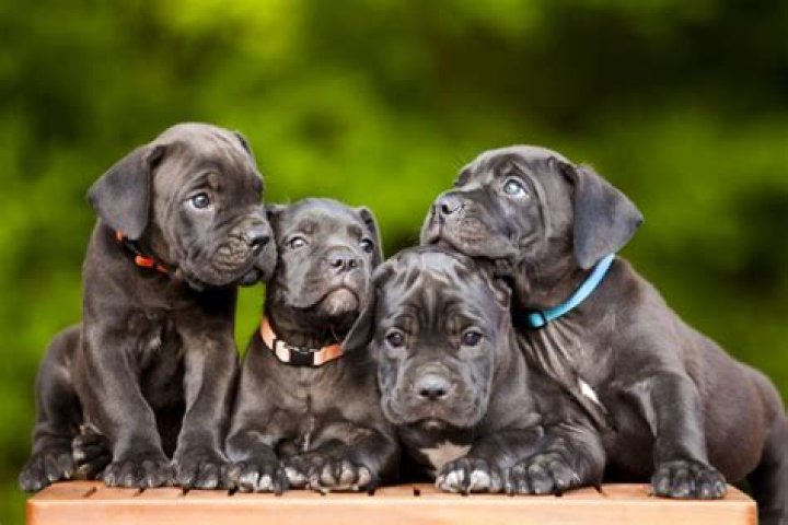 Cane Corso Puppies, Hierarchy, Puppies For Sale, Fall 2015, Litter