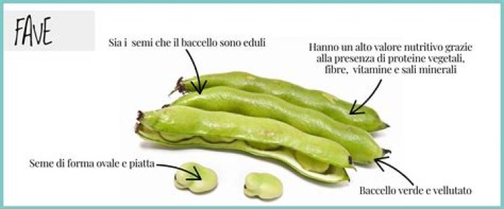 CARATTERISTICHE E PROPRIETÀ DELLE FAVE Dott.ssa Ferrari