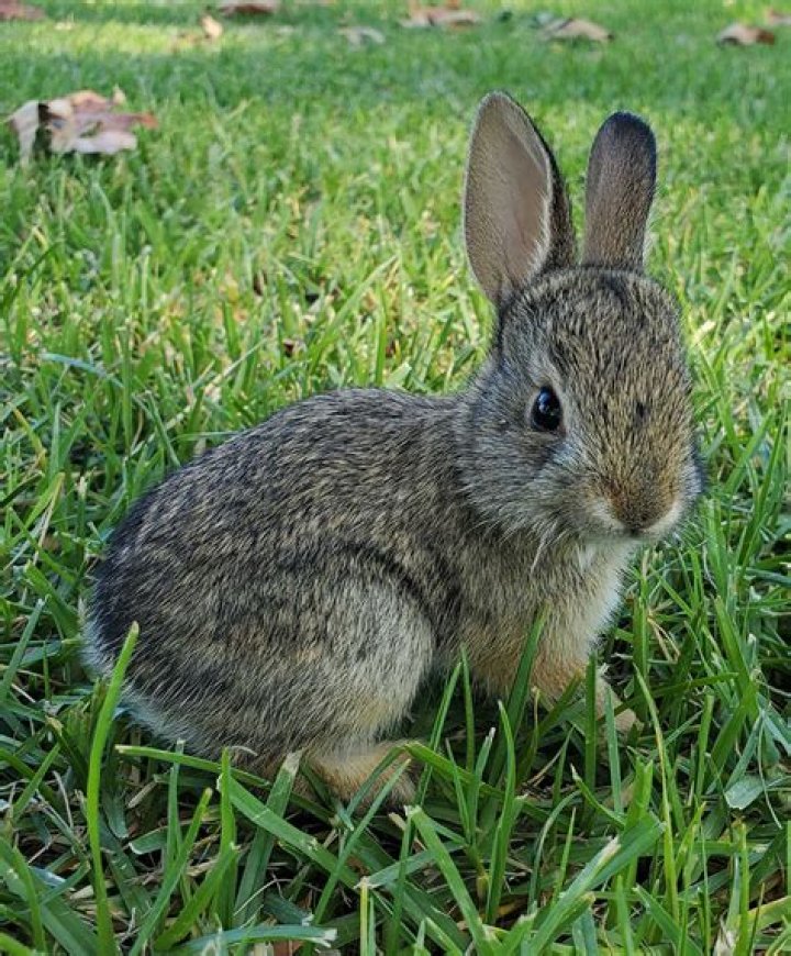 Case Study Cottontail Caught in Fence California Wildlife Center