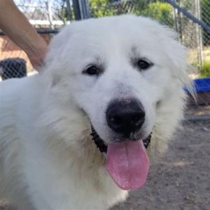 Casper Great Pyrenees Rescue of Atlanta