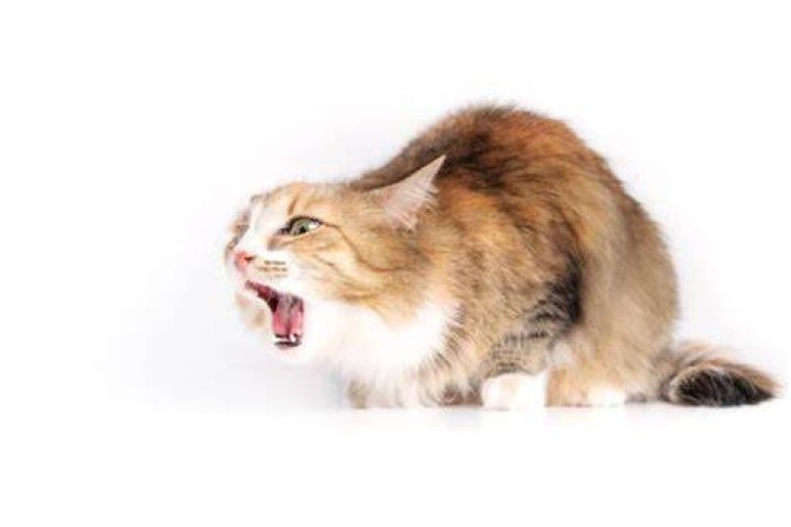 Cat Coughing Up Hairball Funny CATS GHY