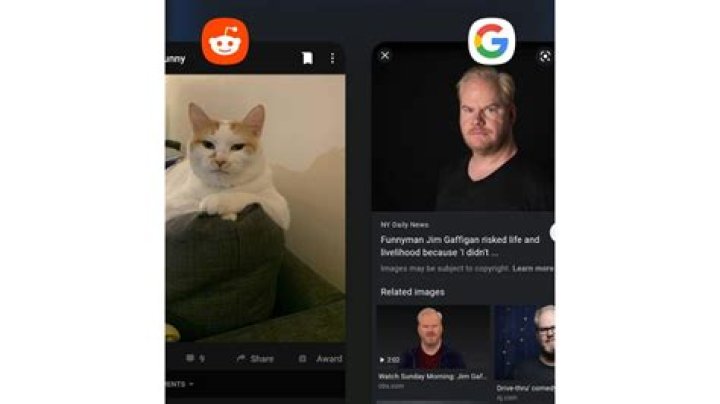 Cats That Look Like Jim Gaffigan You're