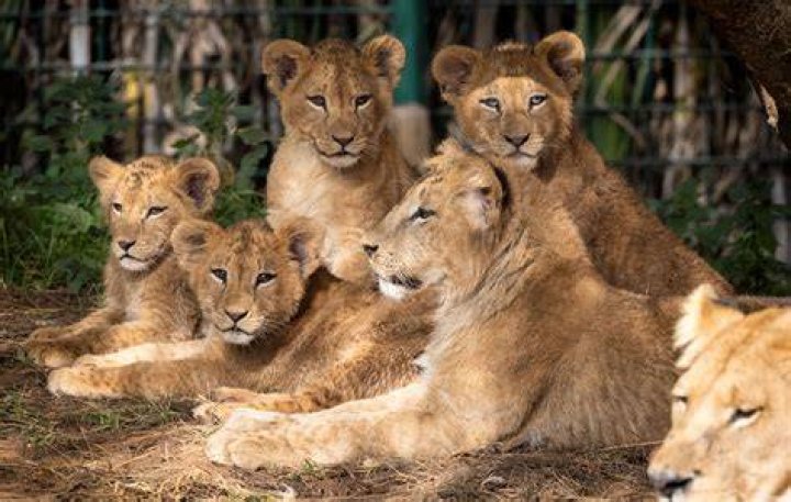 Cecilia Lion (34 фото)