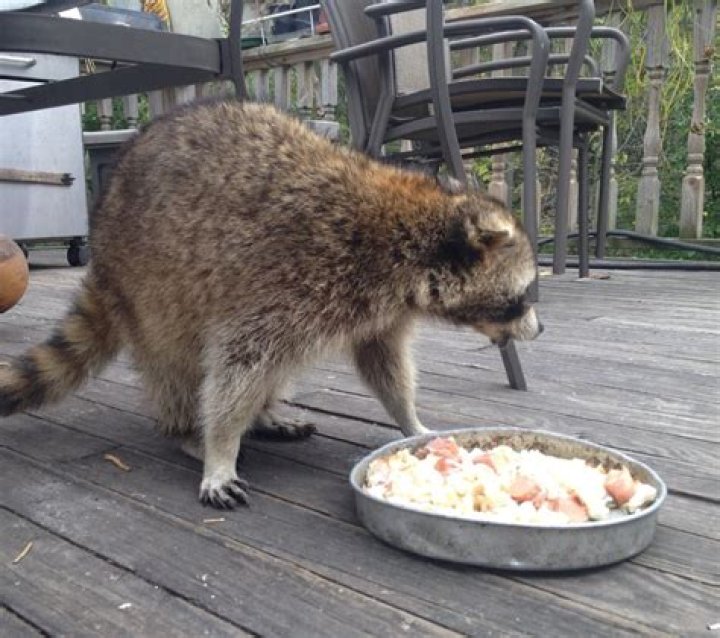 Chase Walker Solo Blind Raccoon