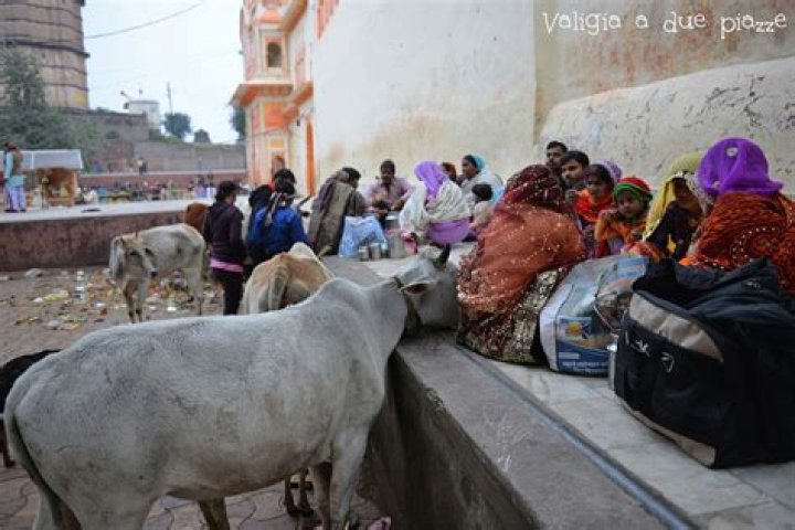 Che cosa significa viaggiare in India. "Lion La strada verso casa"