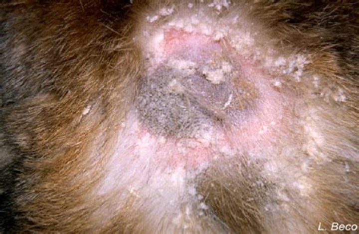 Cheyletiellosis Cat