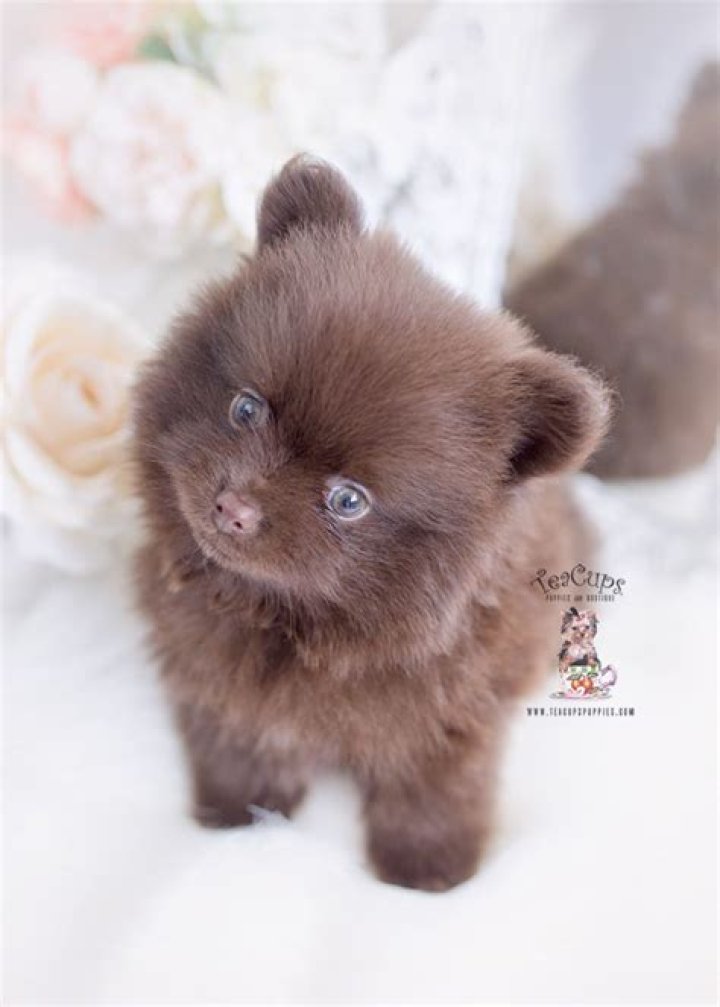 Chocolate Pomeranian Puppies Pinterest