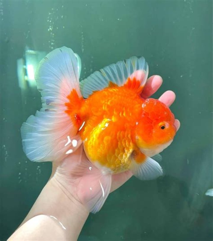 Chubby chu r/Goldfish