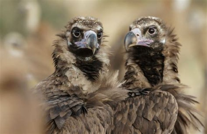 Cinereous Vultures - Belonging to the bird of prey family, the cinerous vulture holds the distinction of being the largest Old World vulture.