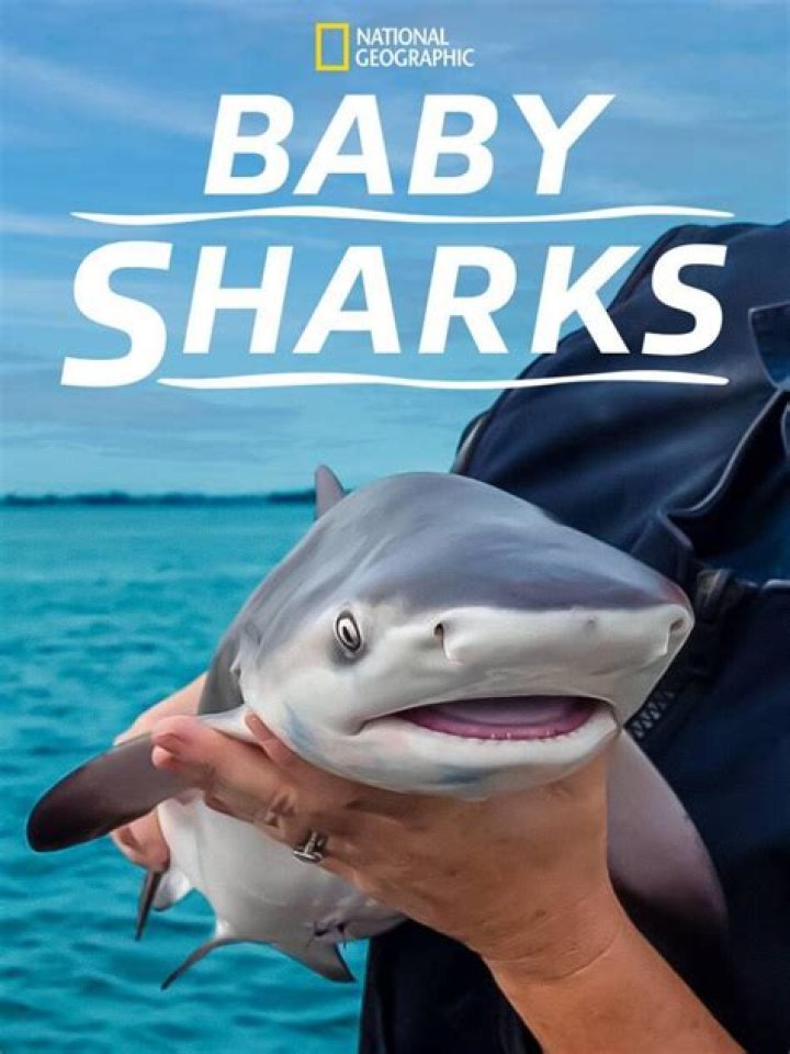C&oacute;mo nacen los Baby Sharks reales Divers for Sharks