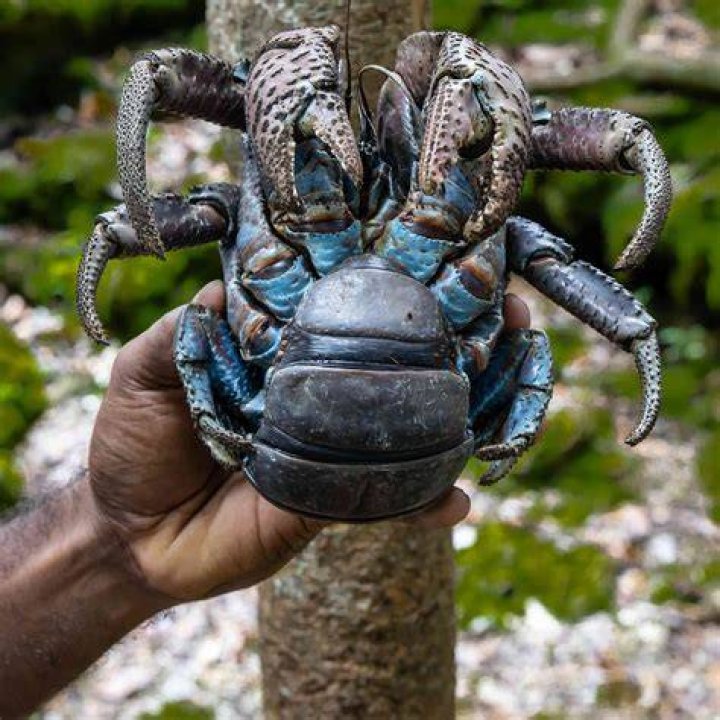 Coconut Crabs Facts Animals of the World WorldAtlas