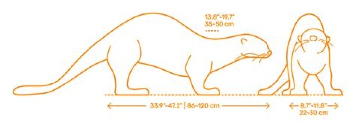 Comparing Giant Otter Size to Human Fascinating Facts