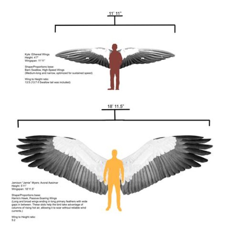 Comparing the wingspan of the Wandering Albatross, which exceeds 3