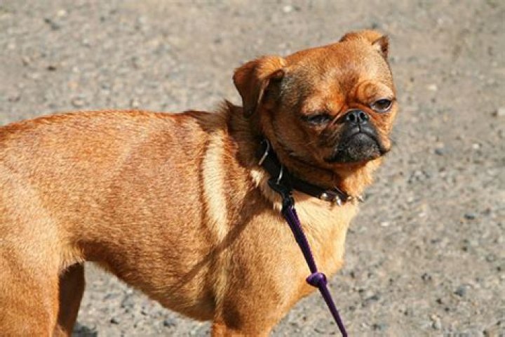Cool cross breeds Gublog Gudog UK blog