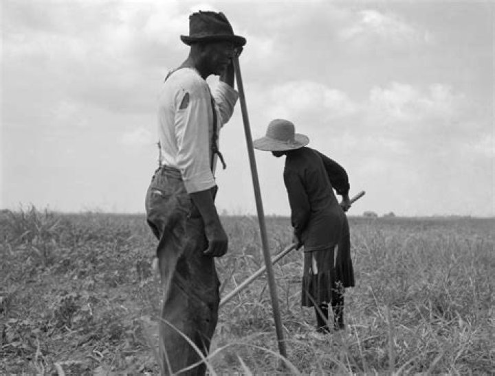 Cotton Pickers 1937 Nsharecroppers Chopping Cotton In Greene County