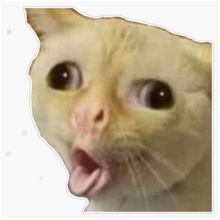 Coughing Cat Meme Template Pi&ntilde;ata Farms The best meme generator and