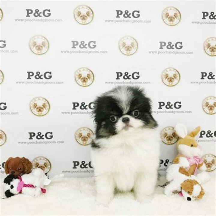 Craigslist Tucson Pets Dogs Pet Spares