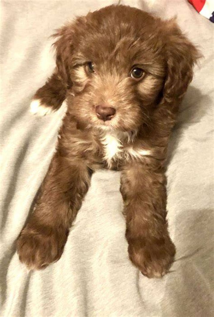 Cuddly Aussiedoodle Puppies, Baby animals, Dog breeder