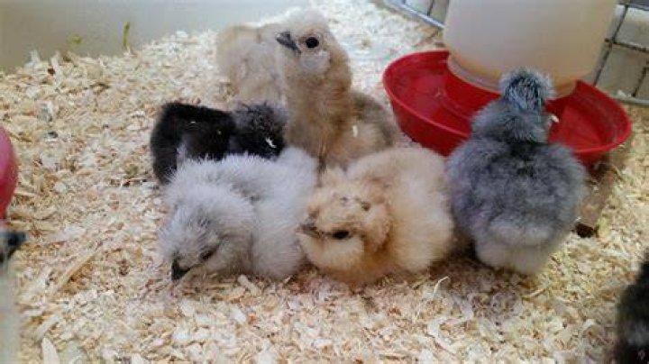 Cutie!!!!! Pet chickens, Baby chickens, Baby chicks