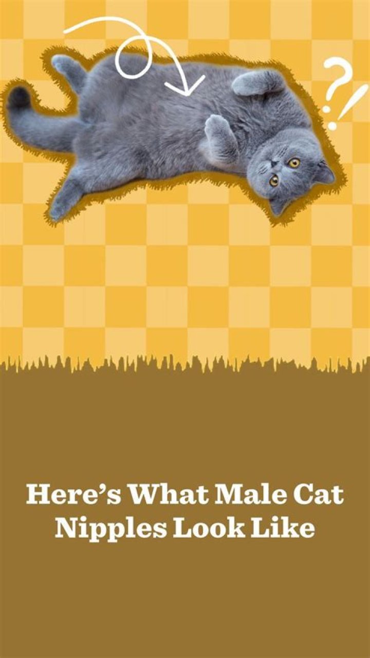 Dear Doctor Nipples on Male Cats? Tufts Catnip