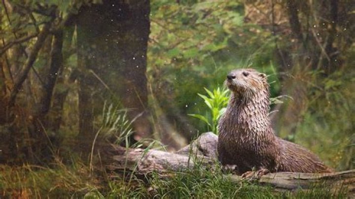 Diane McTurk & Otter Faune Sauvage