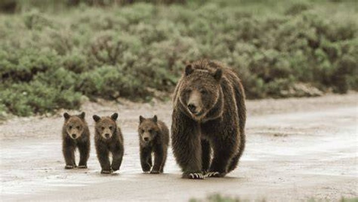 Discover The Impact Of Project Grizzly With Jeff Watson