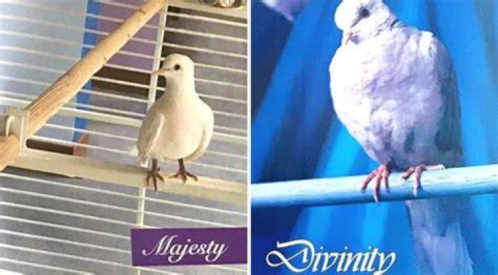 Divinity Pet Dove Of Prince Dies (3 Cold Hard Facts)