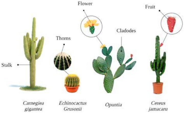 Do Camels Feast On Cactus?