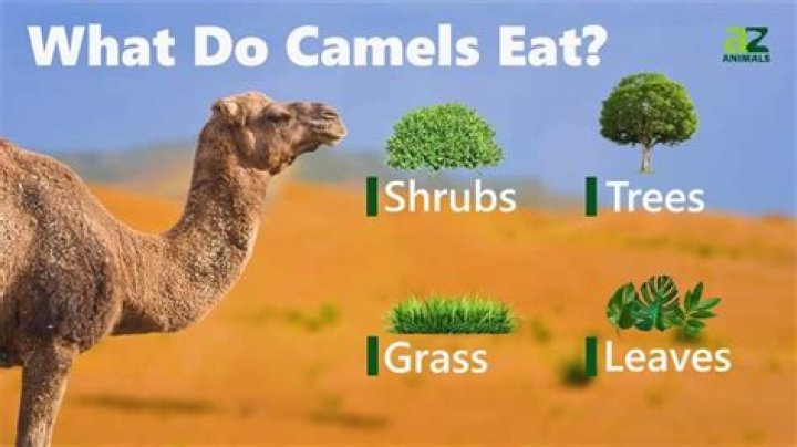 Do Camels Like To Eat Cactus Dromedary camel eating a prickly pear