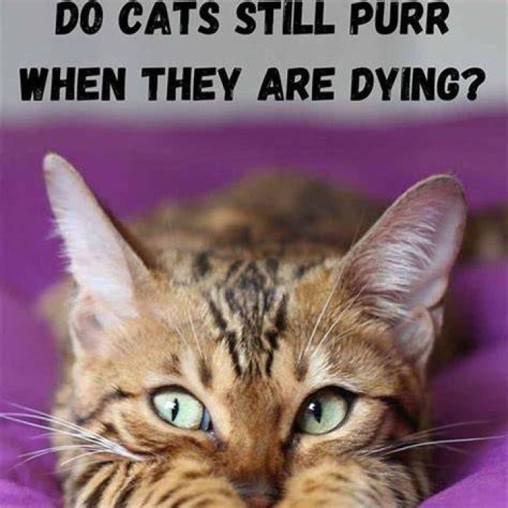 Do cats still purr when they are dying?