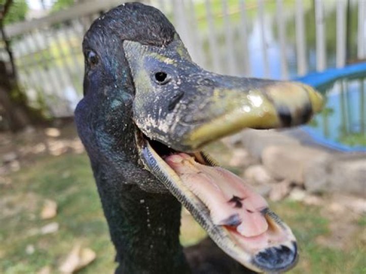 Do Ducks Have Ears &raquo; Technicalmirchi