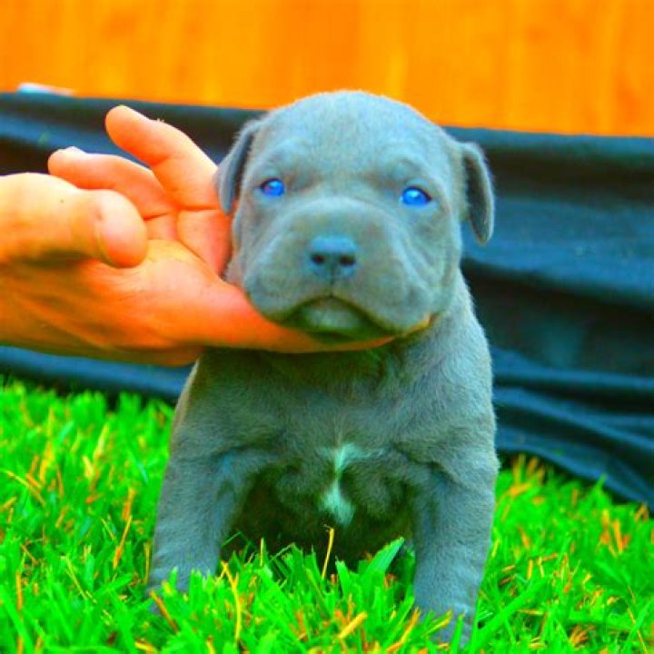 Do Pitbull Puppies With Blue Eyes Really Exist? FPMKennels