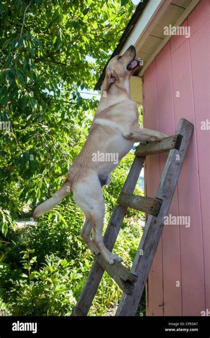 Dog climbing a ladder stock illustration. Illustration of climb 71672779