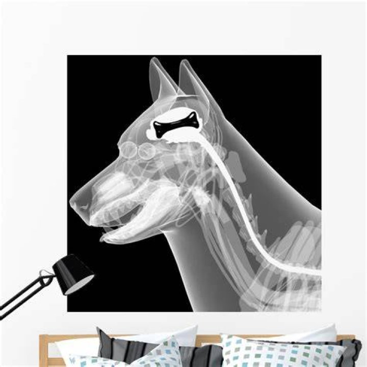 Dog Xray Anatomy Wallmonkeys