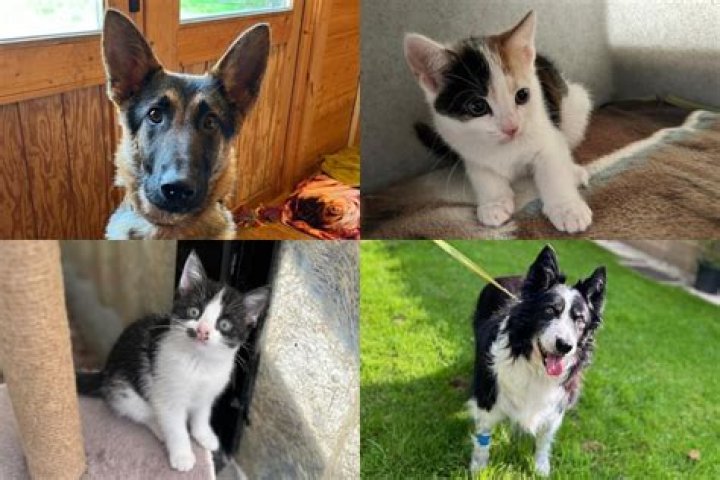 Dogs & cats available for adoption at SPCA in Vineland