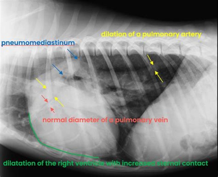 dogxray Dunelm Veterinary Group