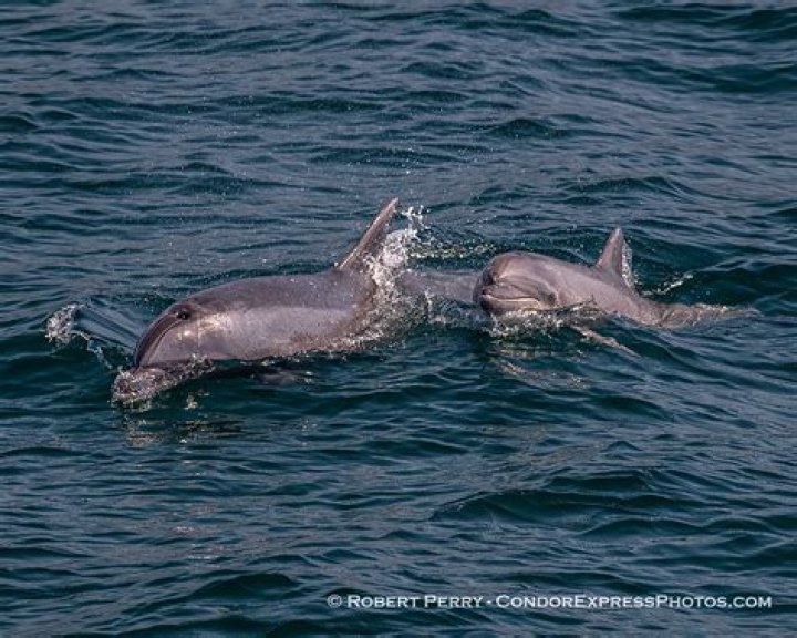 Dolphin left with 'horrendous injury' after being struck by boat at