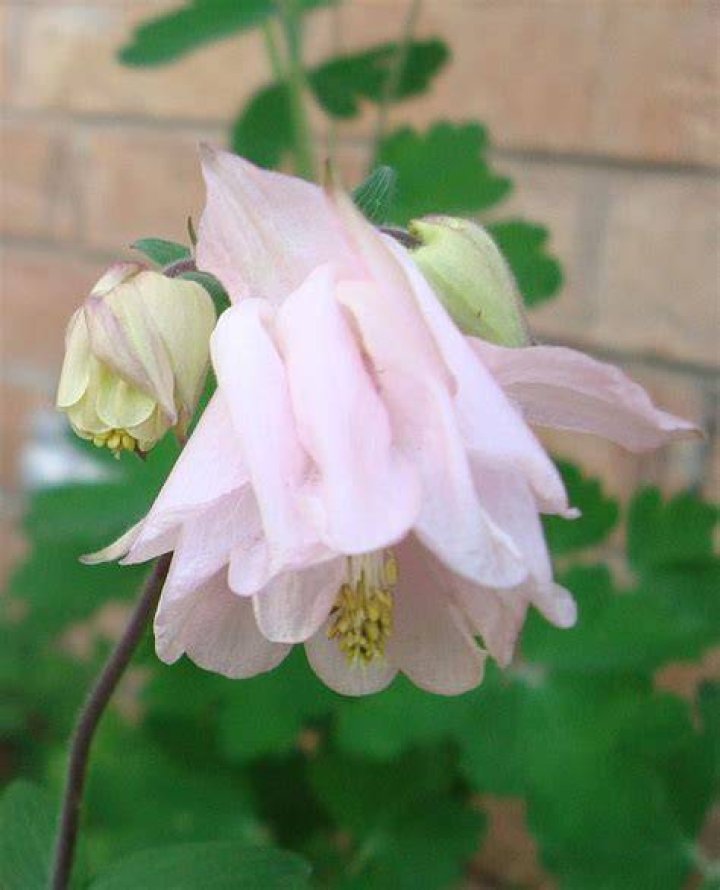 Dorothy Rose Columbine Photograph by Tong Steinle Fine Art America